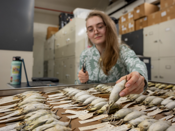 Student Natalie MacDonald measuring Vireos for her research project